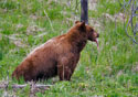 Ursus americanus